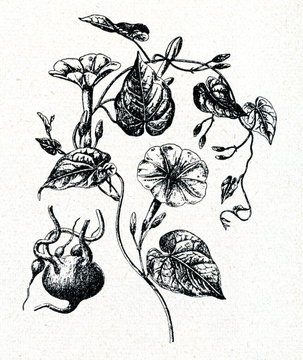 Vera Cruz jalap (Ipomoea purga)