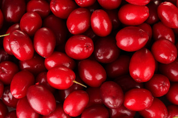fresh cornel berries close-up