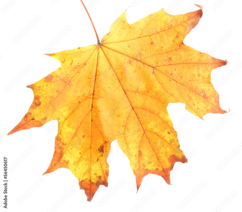 Wall mural bright autumn leaf, isolated on white