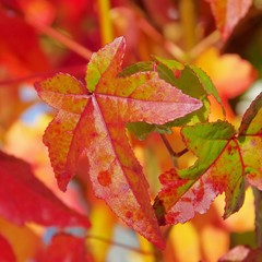 Amberbaum - sweetgum 06