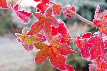 Amberbaum Raureif - sweetgum hoarfrost 01