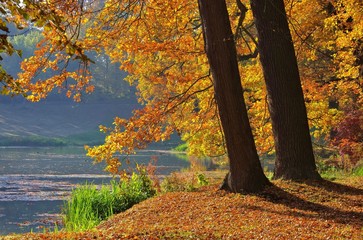 Eiche im Herbst - Oak tree in fall 08