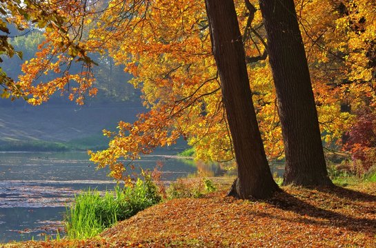 Eiche im Herbst - Oak tree in fall 08