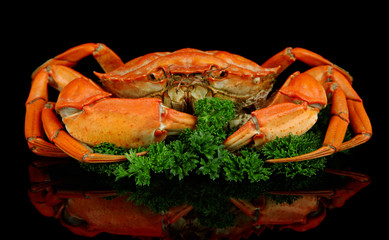 Boiled crab isolated on black