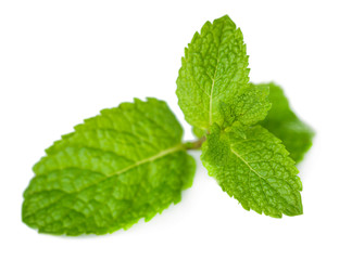 Mint isolated on white