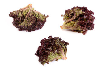 set of Fresh red Lettuce isolated on white