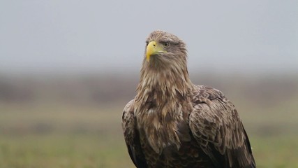 Sea eagle