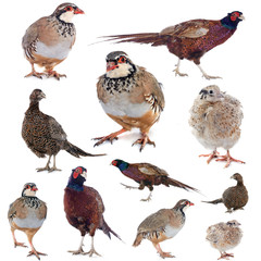game birds