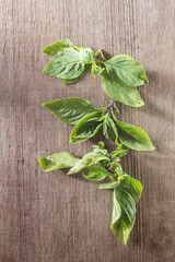 Basil leaf