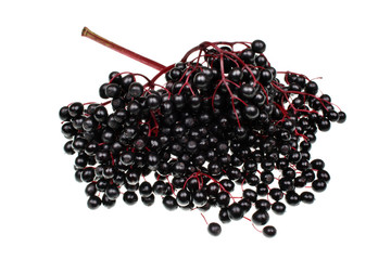 Elderberry branch