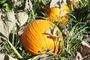 Pumpkins in a pumpkin patch.