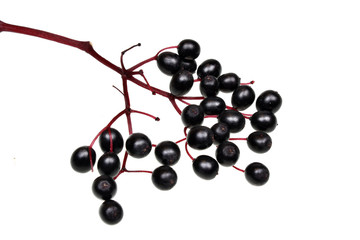 Black elderberry