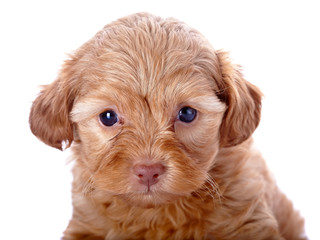 Portrait of a red puppy