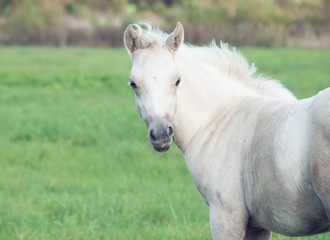 portrait of pony  foal in the pasture