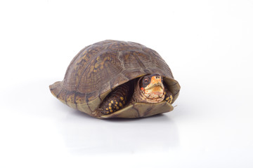 Box Turtle