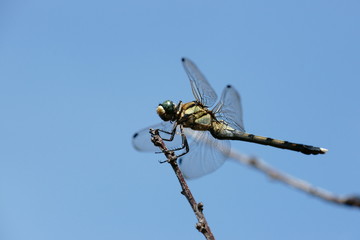 シオカラトンボ
