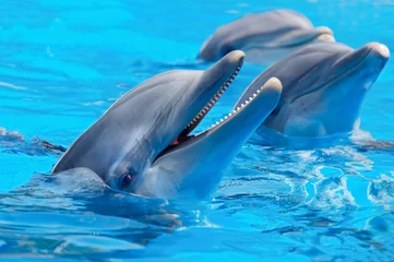 Vlies Fototapete Tieren Drei schöne und lustige Delfine