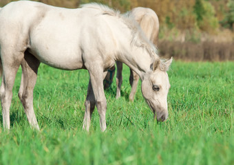 Naklejka na ściany i meble cremello welsh pony foal in the pasture