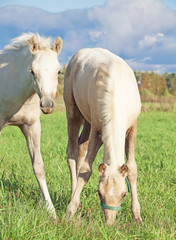 Obraz premium cremello welsh pony foales in the pasture