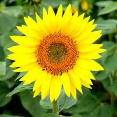 Obraz premium Nice picture of a sunflower