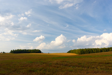 Fototapeta premium Summer landscape with a field and clouds