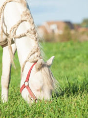 cream welsh pony dam in the field