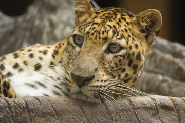 Obraz premium Leopard cat