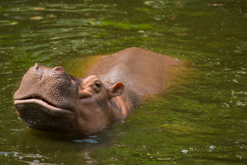 Fototapeta premium hippopotamus