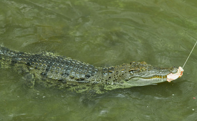 crocodile