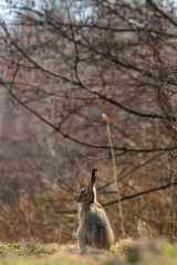rabbit