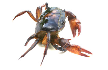 crab. field crab