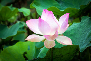 beautiful pink lotus flower