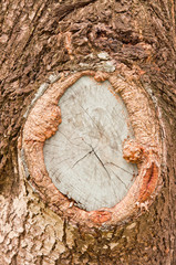 Pattern of wood.