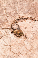 Pattern of wood.
