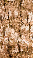 Pattern of wood.