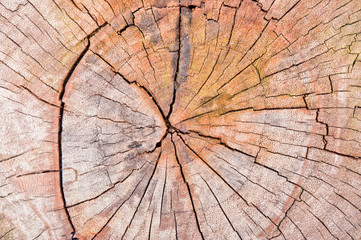 Pattern of wood.