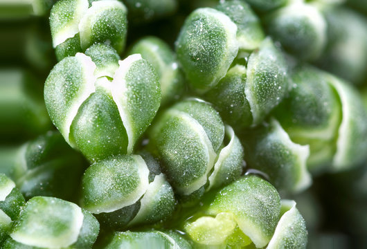 Broccoli Extreme Closeup.