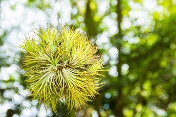 Tillandsia and nature background