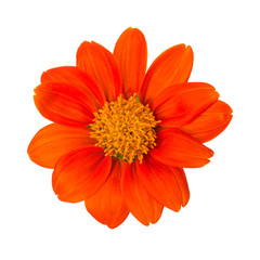 The orange flower isolated on white background