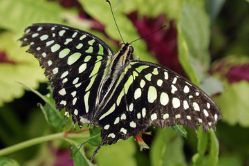Fototapeta na wymiar Tropical butterfly Graphium agamemnon