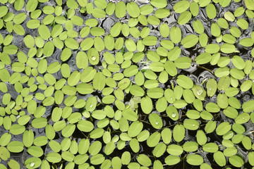 Background of lilly leaves