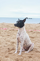 Dog on the beach