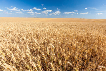 golden wheat field ready for harvest with blue sky