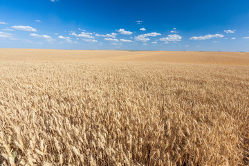golden rice field ready for harvest with blue sky