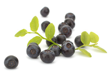 Fresh blueberries isolated on white background