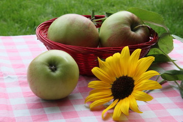 Apfelernte - Äpfel im Körbchen mit Sonnenblume