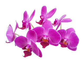 Fototapeta na wymiar Orchid flower