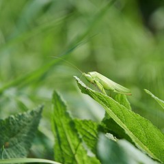 Grasshoper in a wild nature