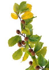 twig of beechtree with beechmasts