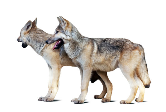 Two wolves white background with shade